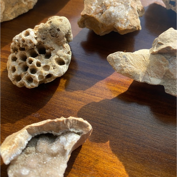 Assorted Fossils & Rocks 🪨🪸 - Picture 13 of 15